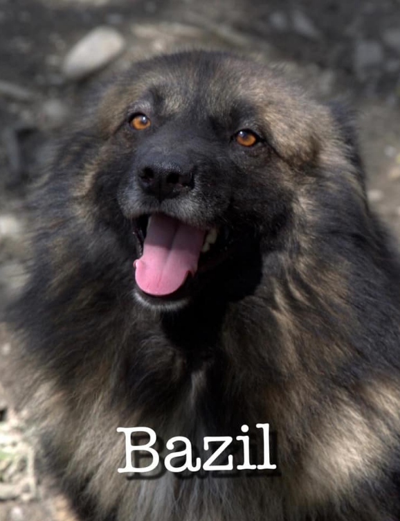 BAZIL -   3 ans - Asso Alerte sos - Sotchi (Russie) BAZIL