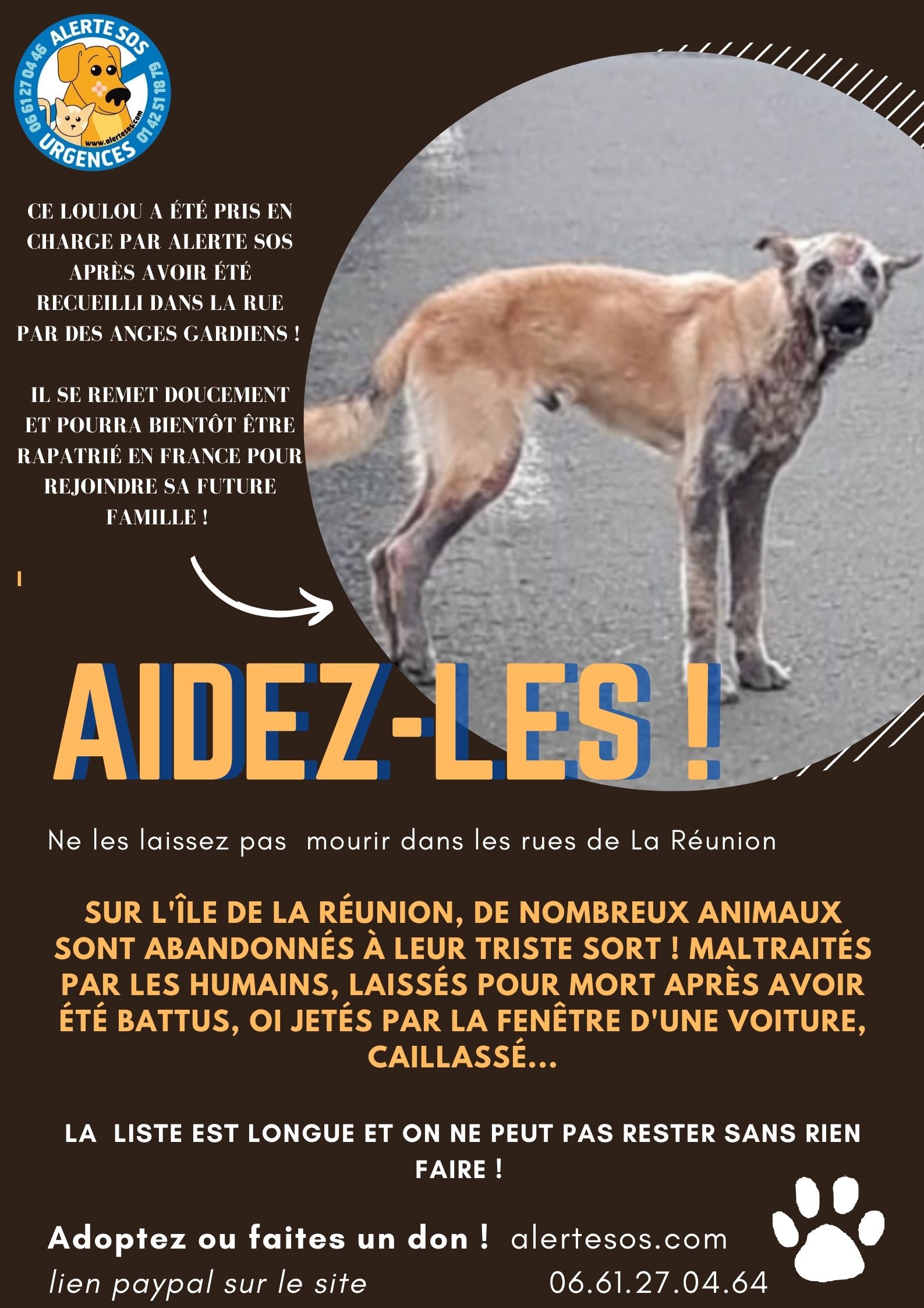 Association Alerte Sos Adoption Chiens Et Chats