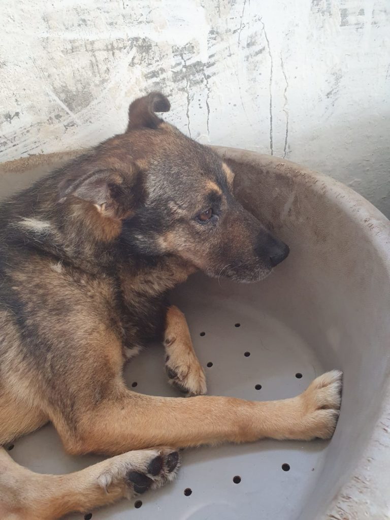 Adoption Chiens urgence Roumanie Alerte SOS