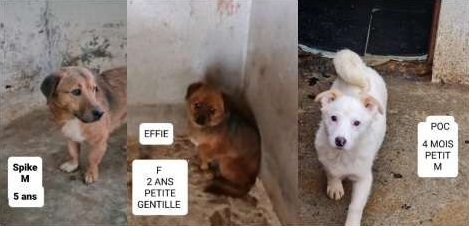 3toutou