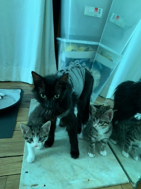 Fifi et 4 chatons