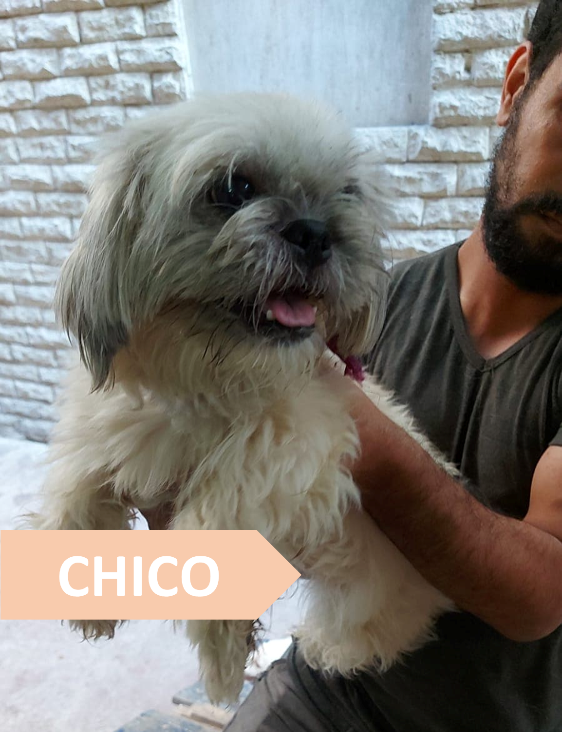 Chico - Alerte SOS Adoption Chiens et Chats