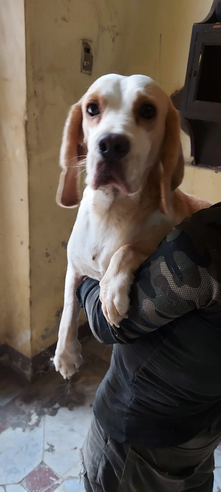 SIMBA