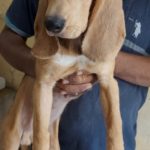 chien à adopter