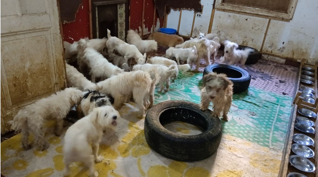Sauvetage de chiens d’Égypte