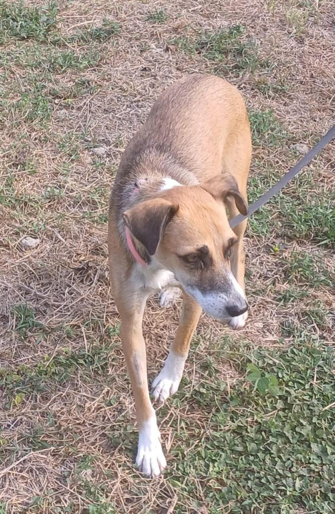Photo d'Amande, chienne berger créole disponible à l'adoption avec l'association Alerte SOS