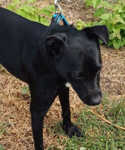 Photo d'Eliott, chien berger créole disponible à l'adoption avec l'association Alerte SOS
