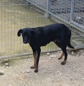Photo de Pocket, chienne berger créole disponible à l'adoption avec l'association Alerte SOS
