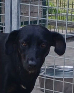 Photo de Pocket, chienne berger créole disponible à l'adoption avec l'association Alerte SOS