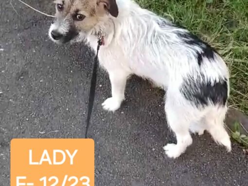 lady 1