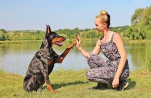 Les 10 commandements du chien