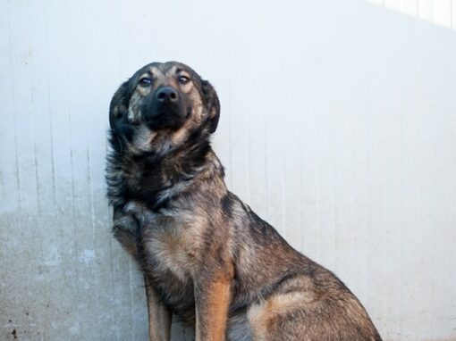 Debby chienne à adopter