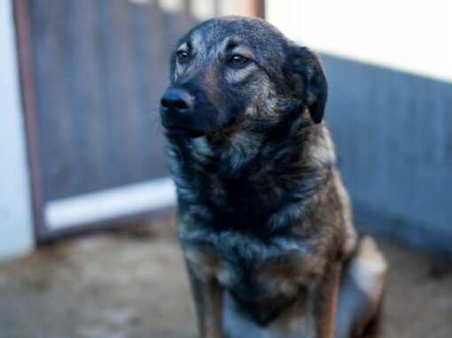 Debby chienne à adopter