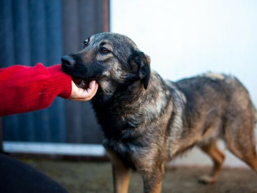 Debby chienne à adopter