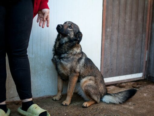 Debby chienne à adopter