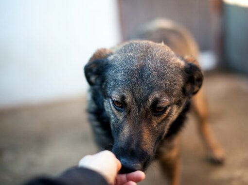 Debby chienne à adopter