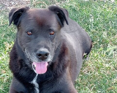 Léon chien à adopter