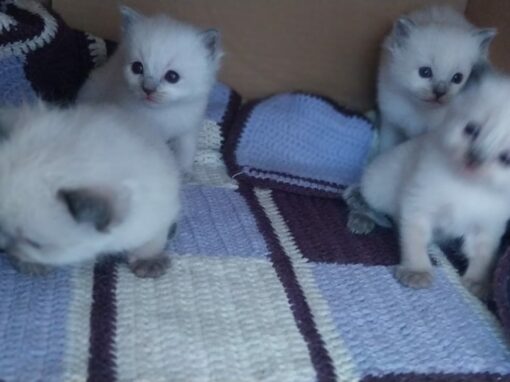 Chatons de poupee mia