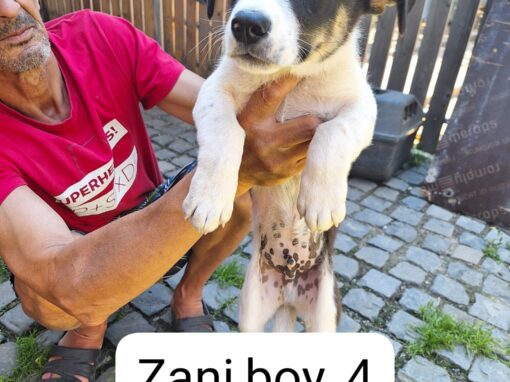 zani 1