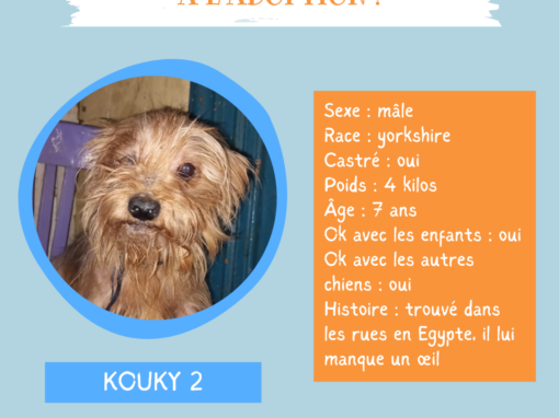 kouky 2