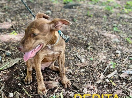 Pepita chiot femelle de Guadeloupe