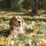 front view beagle dog lying grass with sticking out tongue