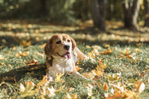 front view beagle dog lying grass with sticking out tongue