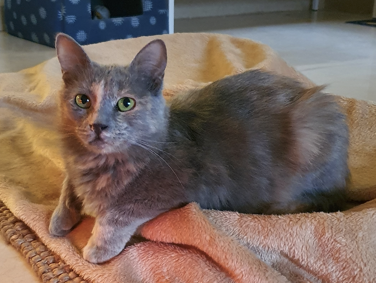 Aysha, chatte à l'adoption