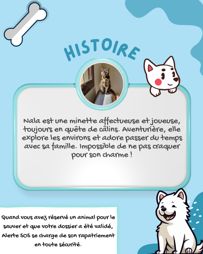 Chat à l'adoption