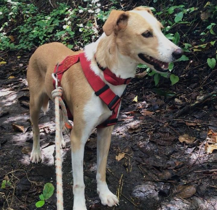 Delia chienne à l'adoption venant de Guadeloupe