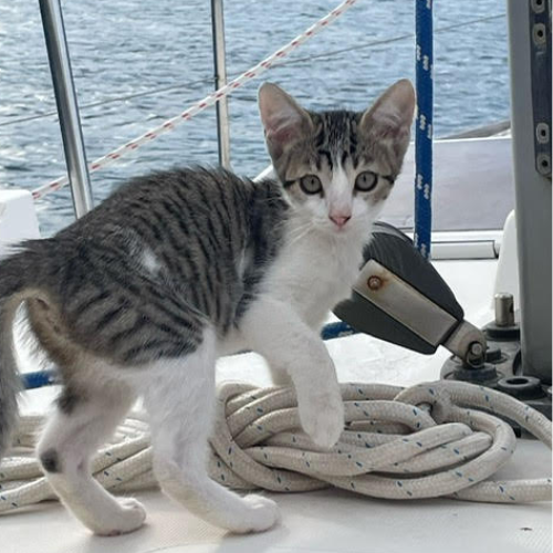à l'adoption (1)
