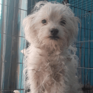 à l'adoption Valko