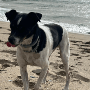 à l'adoption