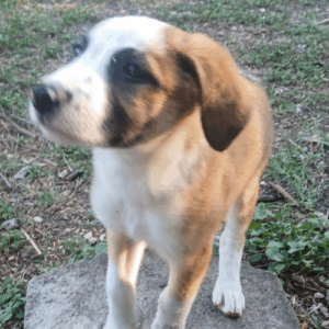 à l'adoption