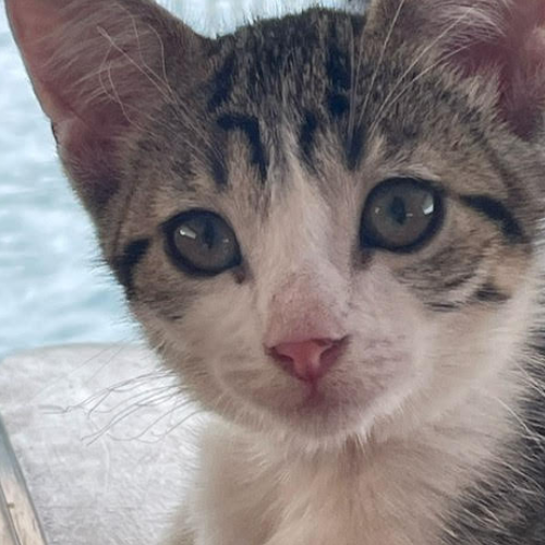 à l'adoption