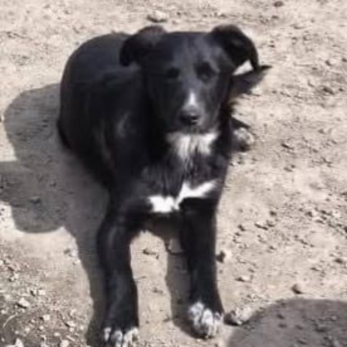 à l'adoption (1)