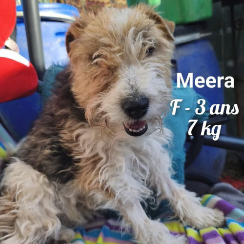 à l'adoption