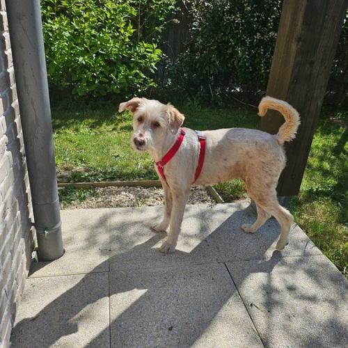 à l'adoption