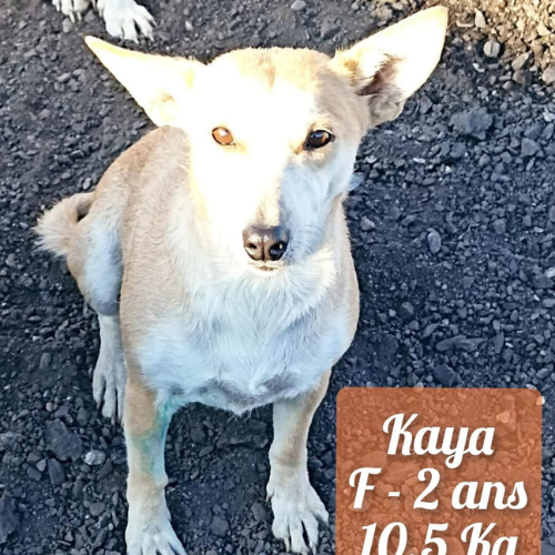 à l'adoption