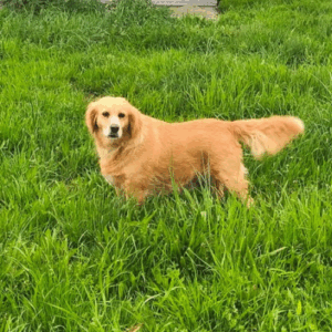 à l'adoption
