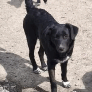 à l'adoption