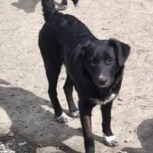 à l'adoption