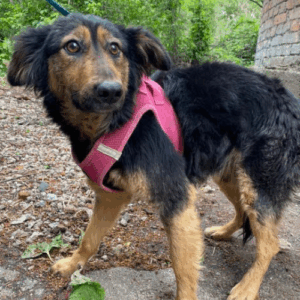 à l'adoption