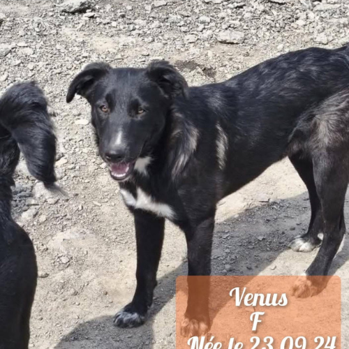 à l'adoption
