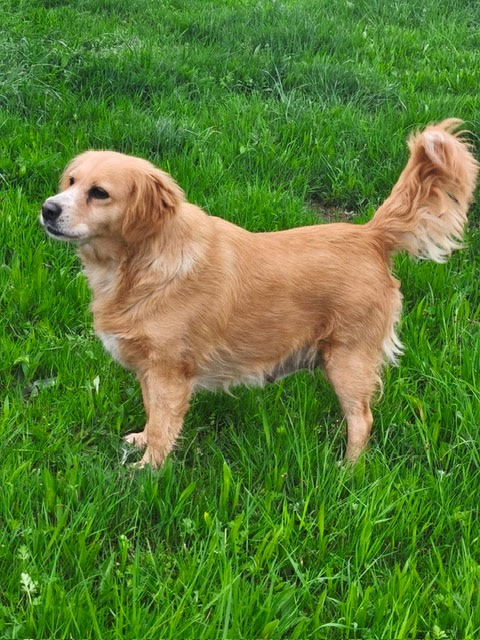 dolly chienne à l'adoption
