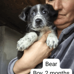 à l'adoption (1)