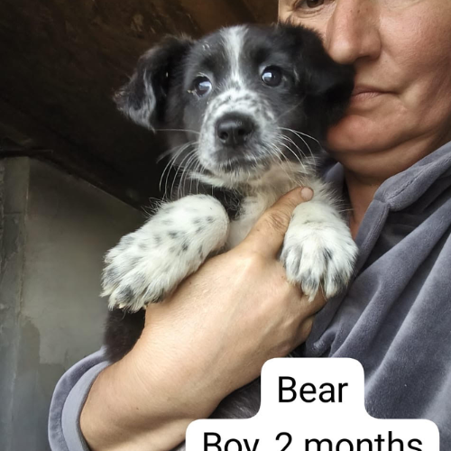 à l'adoption (1)