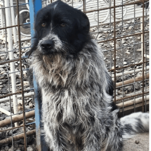 à l'adoption (1)
