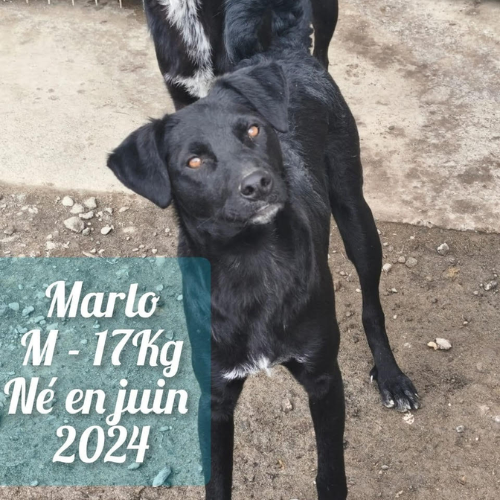 à l'adoption (2)