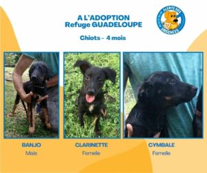 a l’adoption